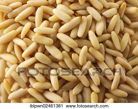 Fresh pine nuts View Large Photo Image Stock Image - Fresh pine nuts. Fotosearch