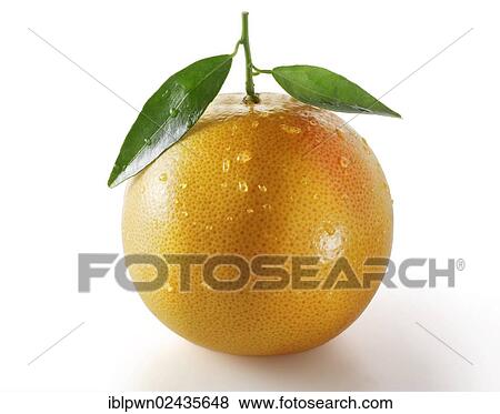Fresh pink grapefruit with leaves View Large Photo Image Stock Photo - Fresh pink grapefruit with leaves. Fotosearch