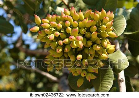 "Fresh pistachio nuts growing on bush, Aegina, Saronic Islands, Greece, Europe" View Large Photo Image Stock Image - "Fresh pistachio nuts growing on bush, Aegina, Saronic Islands, Greece, Europe". Fotosearch