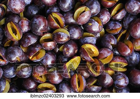 "Fresh plums (Prunus domestica), pitted, Eckental, Middle Franconia, Bavaria, Germany, Europe" View Large Photo Image Stock Image - "Fresh plums (Prunus domestica), pitted, Eckental, Middle Franconia, Bavaria, Germany, Europe". Fotosearch