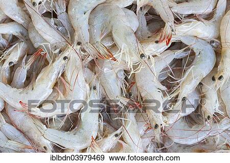 Stock Photo - "Fresh prawns on display at a fish market, Thailand, Asia". Fotosearch