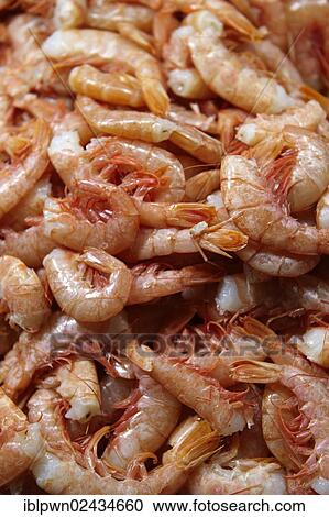 Stock Image - "Fresh prawns, Rialto fish market, Venice, Italy, Europe". Fotosearch