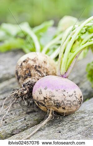 Fresh Purple turnips (Brassica rapa subsp. rapa) on wooden table in a garden View Large Photo Image Stock Photograph - Fresh Purple turnips (Brassica rapa subsp. rapa) on wooden table in a garden. Fotosearch
