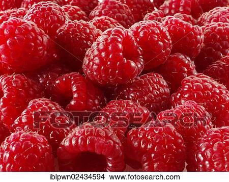 Fresh raspberries View Large Photo Image Picture - Fresh raspberries. Fotosearch