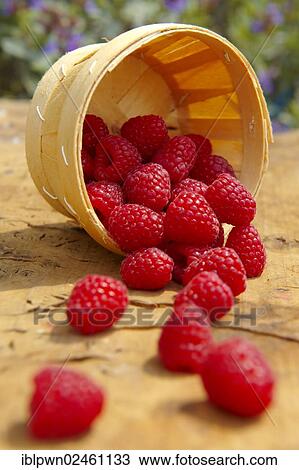 Fresh raspberries View Large Photo Image Stock Image - Fresh raspberries. Fotosearch