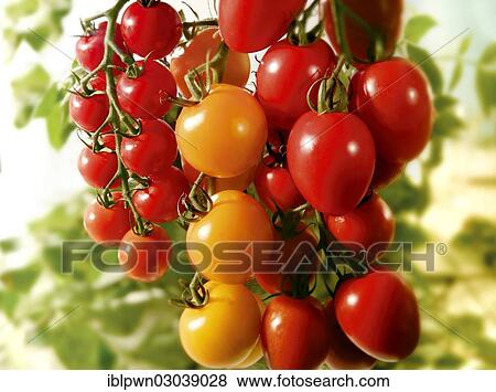 Stock Photo - Fresh red and yellow tomatoes and plum tomatoes. Fotosearch