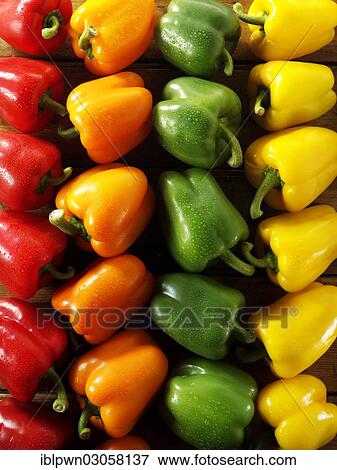 "Fresh red, orange, green and yellow bell peppers" View Large Photo Image Stock Photo - "Fresh red, orange, green and yellow bell peppers". Fotosearch