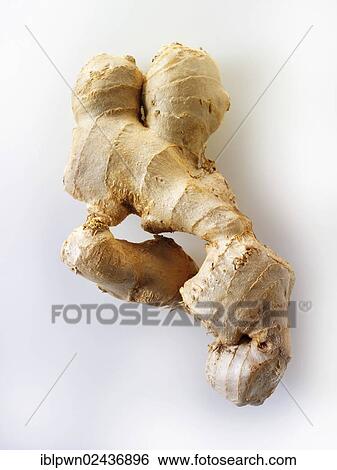 Fresh root ginger View Large Photo Image Stock Photograph - Fresh root ginger. Fotosearch