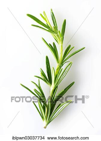 Fresh Rosemary leaves View Large Photo Image Picture - Fresh Rosemary leaves. Fotosearch