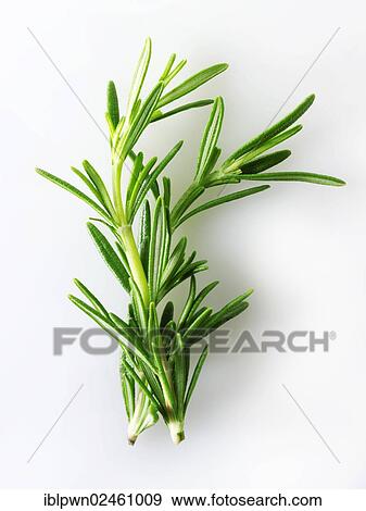 Fresh rosemary leaves View Large Photo Image Stock Photo - Fresh rosemary leaves. Fotosearch