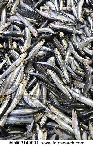 "Fresh sardines, market, Kadikoy, Istanbul, Asian side, Istanbul Province, Turkey, Asia" View Large Photo Image Stock Image - "Fresh sardines, market, Kadikoy, Istanbul, Asian side, Istanbul Province, Turkey, Asia". Fotosearch