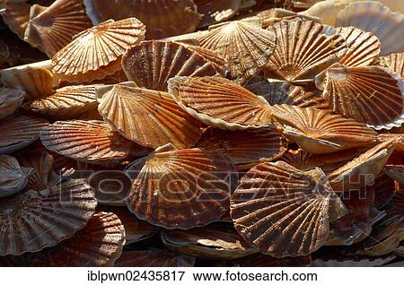 "Fresh scallops, Honfleur, France, Europe" View Large Photo Image Stock Photo - "Fresh scallops, Honfleur, France, Europe". Fotosearch