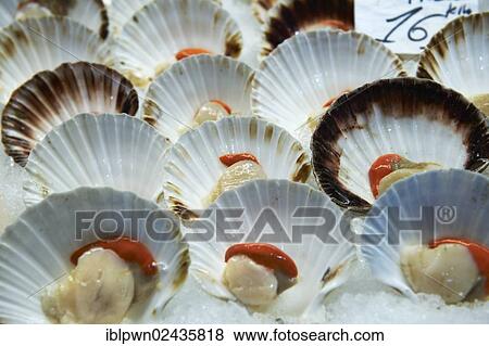 "Fresh scallops in the shell, on ice, fish market, Venice, Italy, Europe" View Large Photo Image Stock Photo - "Fresh scallops in the shell, on ice, fish market, Venice, Italy, Europe". Fotosearch