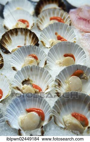 "Fresh scallops in their shells on ice at Venice fish market, Venice, Italy, Europe" View Large Photo Image Picture - "Fresh scallops in their shells on ice at Venice fish market, Venice, Italy, Europe". Fotosearch
