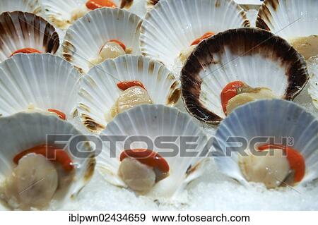 "Fresh scallops in their shells on ice at Venice fish market, Venice, Italy, Europe" View Large Photo Image Stock Photo - "Fresh scallops in their shells on ice at Venice fish market, Venice, Italy, Europe". Fotosearch