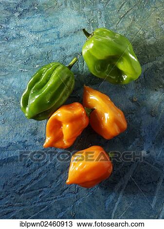 "Fresh """"Scotch Bonnet"""" chilis" View Large Photo Image Stock Image - "Fresh """"Scotch Bonnet"""" chilis". Fotosearch