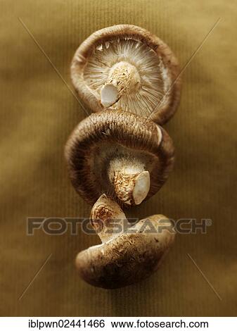 Fresh Shiitake mushrooms View Large Photo Image Stock Photograph - Fresh Shiitake mushrooms. Fotosearch