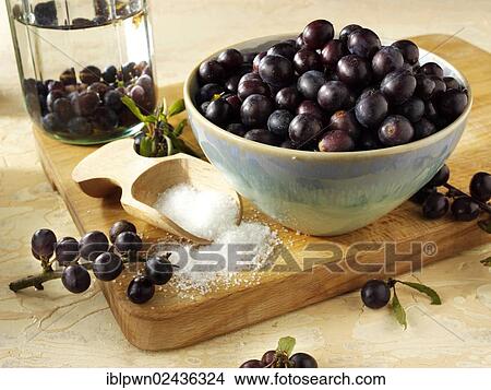 Fresh sloe berries View Large Photo Image Picture - Fresh sloe berries. Fotosearch