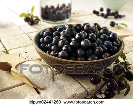 Fresh sloe berries View Large Photo Image Stock Image - Fresh sloe berries. Fotosearch
