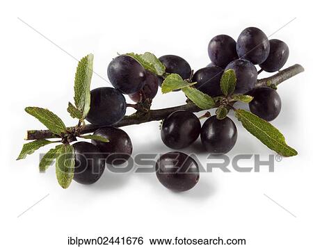 Stock Photograph - Fresh sloe berries. Fotosearch