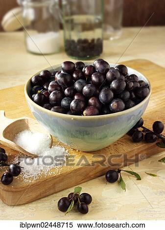 Fresh sloe berries View Large Photo Image Stock Photography - Fresh sloe berries. Fotosearch
