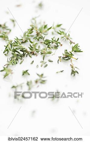 Fresh thyme View Large Photo Image Stock Image - Fresh thyme. Fotosearch