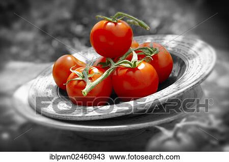 Fresh tomatoes on the vine View Large Photo Image Stock Image - Fresh tomatoes on the vine. Fotosearch