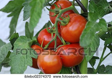 "Fresh tomatoes (Solanum lycopersicum), Baden-Wuerttemberg, Germany, Europe" View Large Photo Image Stock Image - "Fresh tomatoes (Solanum lycopersicum), Baden-Wuerttemberg, Germany, Europe". Fotosearch