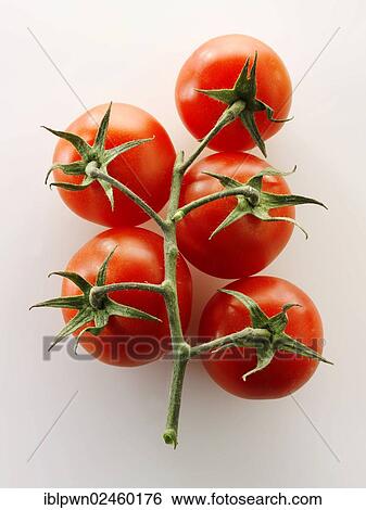 Fresh tomatoes View Large Photo Image Stock Photograph - Fresh tomatoes. Fotosearch
