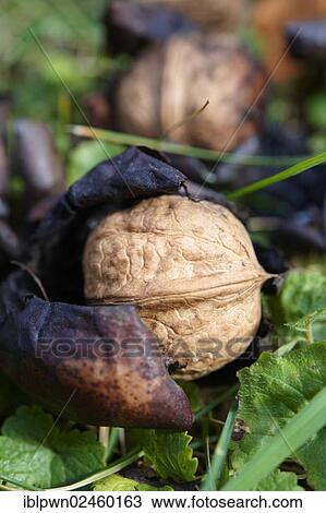 Fresh Walnuts (Juglans regia) fallen from a tree View Large Photo Image Stock Image - Fresh Walnuts (Juglans regia) fallen from a tree. Fotosearch