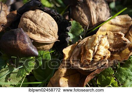 Fresh Walnuts (Juglans regia) View Large Photo Image Stock Image - Fresh Walnuts (Juglans regia). Fotosearch