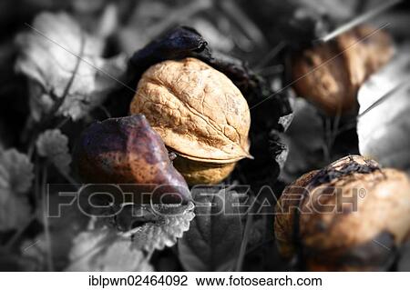 Fresh Walnuts (Juglans regia) View Large Photo Image Stock Image - Fresh Walnuts (Juglans regia). Fotosearch
