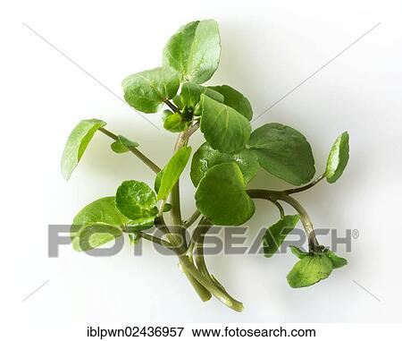 Fresh watercress leaves View Large Photo Image Stock Photo - Fresh watercress leaves. Fotosearch