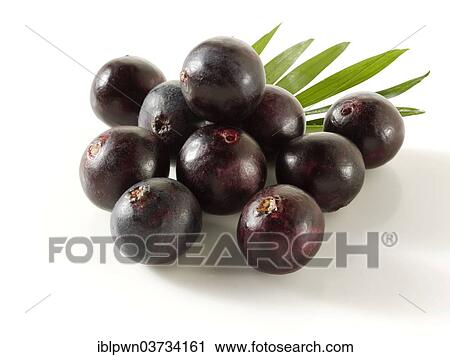 Fresh whole Acai berries (Euterpe oleracea) View Large Photo Image Stock Image - Fresh whole Acai berries (Euterpe oleracea). Fotosearch