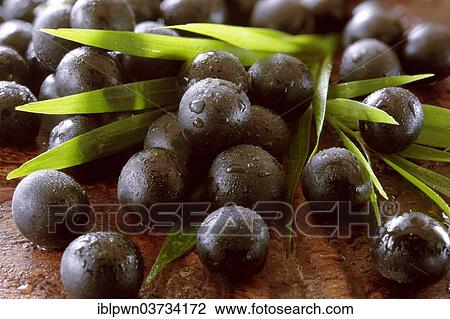 Fresh whole Acai berries (Euterpe oleracea) View Large Photo Image Stock Image - Fresh whole Acai berries (Euterpe oleracea). Fotosearch