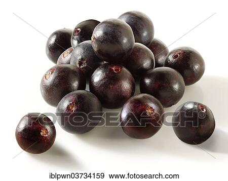 Fresh whole Acai berries (Euterpe oleracea) View Large Photo Image Stock Photo - Fresh whole Acai berries (Euterpe oleracea). Fotosearch