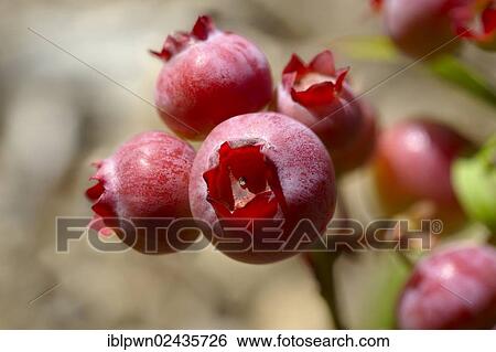 Fresh whole Blueberries (Vaccinium) growing View Large Photo Image Stock Photograph - Fresh whole Blueberries (Vaccinium) growing. Fotosearch