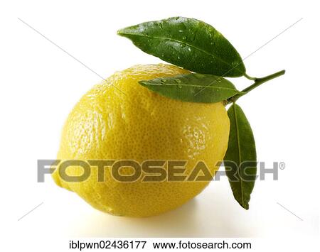 Fresh whole lemon with leaves View Large Photo Image Stock Photo - Fresh whole lemon with leaves. Fotosearch
