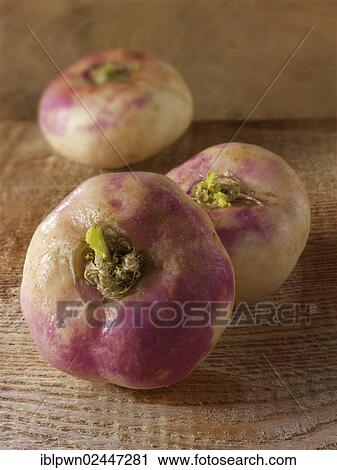 Fresh whole Turnips (Brassica rapa subsp. rapa) View Large Photo Image Stock Image - Fresh whole Turnips (Brassica rapa subsp. rapa). Fotosearch