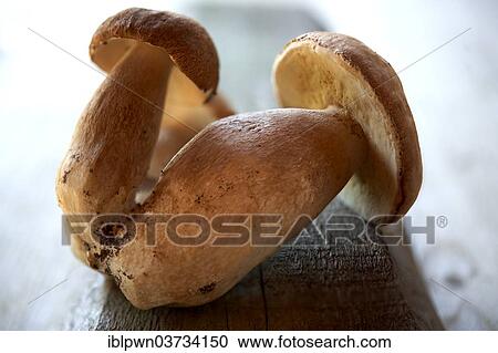 Fresh woodland Ceps (Boletus edulis) View Large Photo Image Stock Image - Fresh woodland Ceps (Boletus edulis). Fotosearch