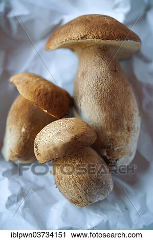 Fresh woodland Ceps (Boletus edulis) View Large Photo Image Stock Image - Fresh woodland Ceps (Boletus edulis). Fotosearch