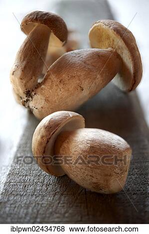 "Fresh woodland ceps, wild mushrooms" View Large Photo Image Stock Photo - "Fresh woodland ceps, wild mushrooms". Fotosearch