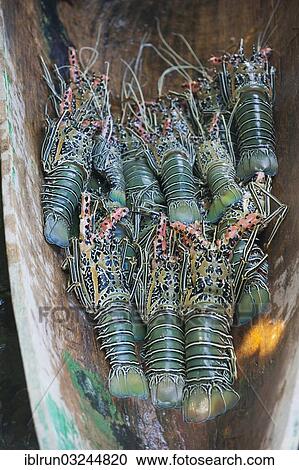 "Freshly caught Lobster (Nephropidae), Marovo Lagoon, Western Province, Solomon Islands, Oceania" View Large Photo Image Stock Image - "Freshly caught Lobster (Nephropidae), Marovo Lagoon, Western Province, Solomon Islands, Oceania". Fotosearch