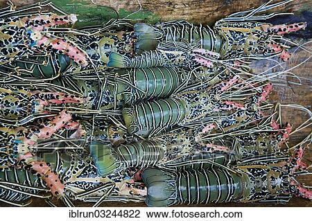 "Freshly caught Lobster (Nephropidae), Marovo Lagoon, Western Province, Solomon Islands, Oceania" View Large Photo Image Stock Image - "Freshly caught Lobster (Nephropidae), Marovo Lagoon, Western Province, Solomon Islands, Oceania". Fotosearch