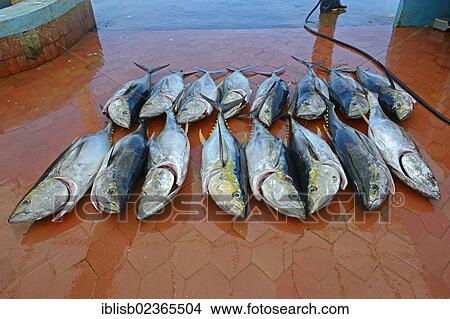 "Freshly caught Yellowfin Tuna (Thunnus albacares) in the fishing port of Puerto Ayora, Santa Cruz Island, Indefatigable Island, Galapagos Islands, Ecuador, South America" View Large Photo Image Picture - "Freshly caught Yellowfin Tuna (Thunnus albacares) in the fishing port of Puerto Ayora, Santa Cruz Island, Indefatigable Island, Galapagos Islands, Ecuador, South America". Fotosearch