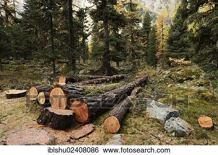 "Freshly cut larch trees (Larix), logs, Roseg valley, Pontresina, canton of Grisons, Engadin, Switzerland, Europe" View Large Photo Image Stock Photograph - "Freshly cut larch trees (Larix), logs, Roseg valley, Pontresina, canton of Grisons, Engadin, Switzerland, Europe". Fotosearch