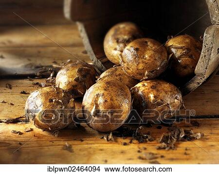 Freshly dug new potatoes View Large Photo Image Picture - Freshly dug new potatoes. Fotosearch