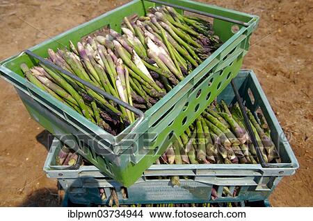 Picture - Freshly harvested asparagus. Fotosearch