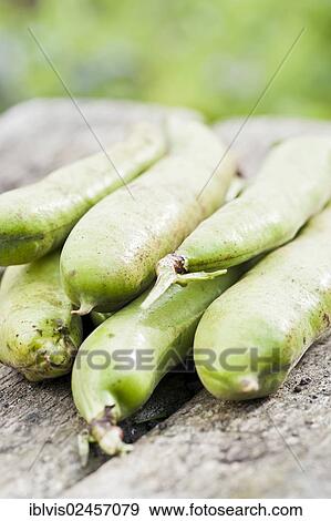 Stock Photo - Freshly harvested broad beans. Fotosearch