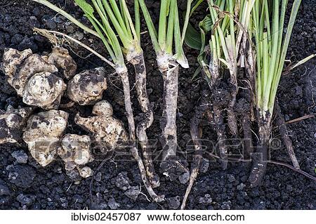 Stock Photo - "Freshly harvested Jerusalem artichokes (Helianthus tuberosus), Horseradish (Armoracia rusticana, syn. Cochlearia armoracia) and Black salsify (Scorzonera hispanica) lying on the ground". Fotosearch